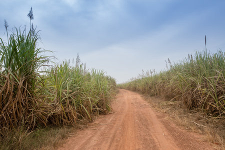 Sugarcane cultivations  in Cascades region, Burkina Fasoの写真素材