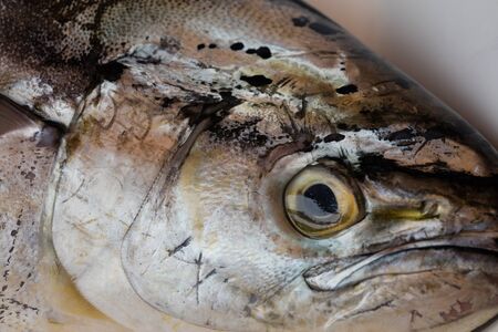 Fresh mediterranean lampuga at market in Naplesの写真素材