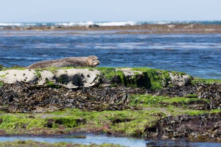 Sea lion in Inishmore, Aran Islands, Irelandの写真素材