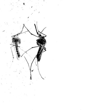 Mosquito on a domestic wall. Macro black and whiteの写真素材
