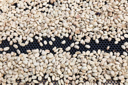 Coffee beans left to dry in  coffee plantation, Laosの写真素材
