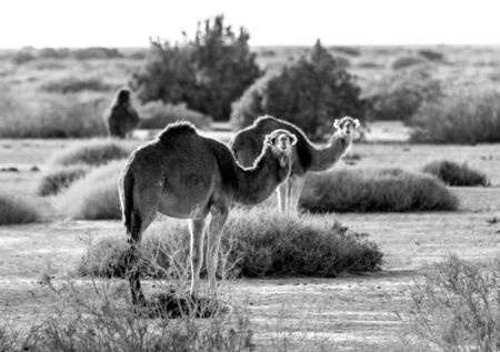 Camels in desert, Tozeur oasis, Tunisiaの写真素材