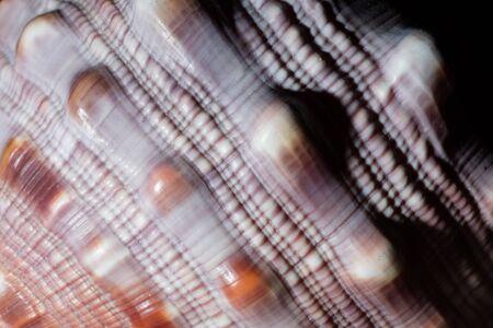 macro of texture of a marine seashellの写真素材