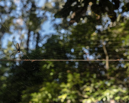 spider on a web  and some ants, Laos.の写真素材