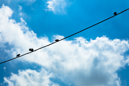 Birds hanging on a wire,Campania, Italyの写真素材