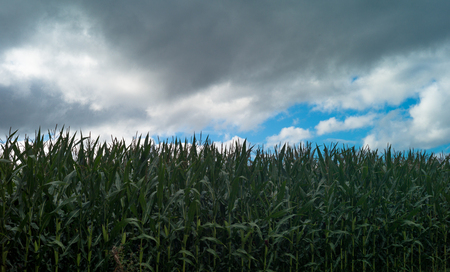 Corn fields in summer, Galizia, Spainの写真素材