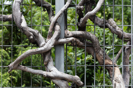 roots through the bars of a gate, Italy