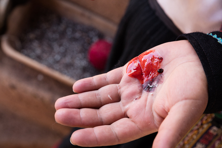 Cottony Cushion Scale, a parasite of cactus utilized as natural dyeの写真素材