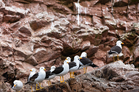 The Ballestas Islands, a reserve full of birds and penguins producing guanoの写真素材