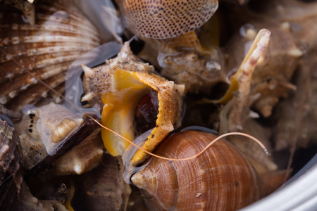Macro details of sea snails, ready to cookの写真素材