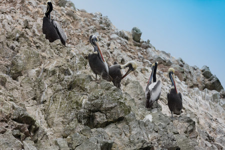 The Ballestas Islands, a reserve full of birds and penguins producing guanoの写真素材