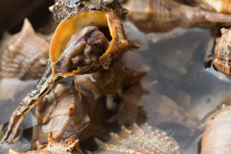 Macro details of sea snails, ready to cook