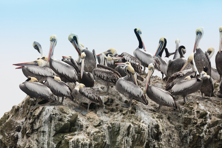 The Ballestas Islands, a reserve full of birds and penguins producing guanoの写真素材