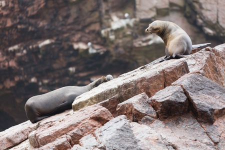 The Ballestas Islands, a reserve full of birds and penguins producing guanoの写真素材