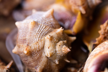Macro details of sea snails, ready to cookの写真素材