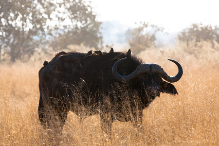 Buffalo and cleaning bird, game reserve,Botswanaの写真素材
