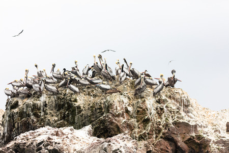 The Ballestas Islands, a reserve full of birds and penguins producing guanoの写真素材