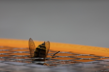 Macro picture detail of a bee stingの写真素材