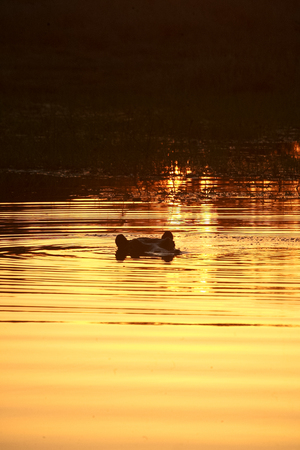 Game reseve, Botswana , hyppo at sunsetの写真素材