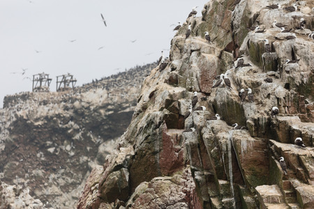 The Ballestas Islands, a reserve full of birds and penguins producing guanoの写真素材