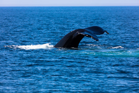 Whale in Cape Cod, Massachussetts, United States
