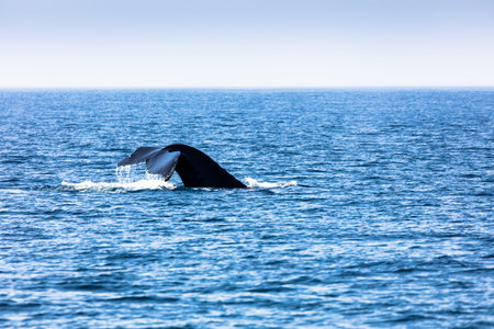 Whale in Cape Cod, Massachussetts, United States