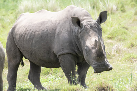 rhino in protected area in national park, Ugandaの写真素材