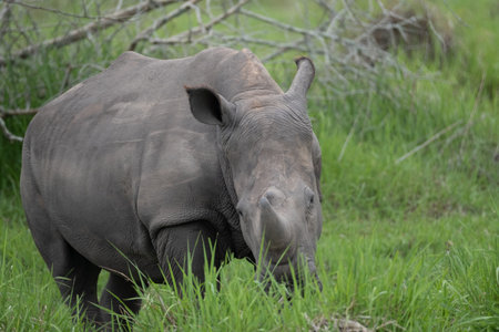 rhino in protected area in national park, Ugandaの写真素材