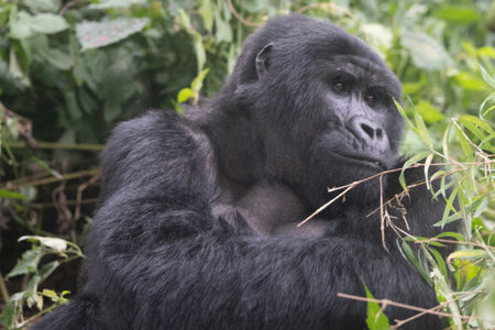 great silverback Mountain Gorilla, in the Bwindi National Park in Uganda.