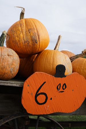 Pumpkins for saleの写真素材