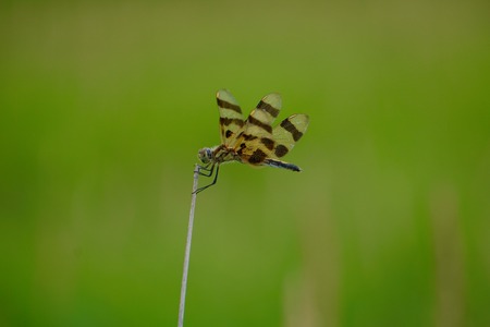 Dragonfly in fieldの写真素材