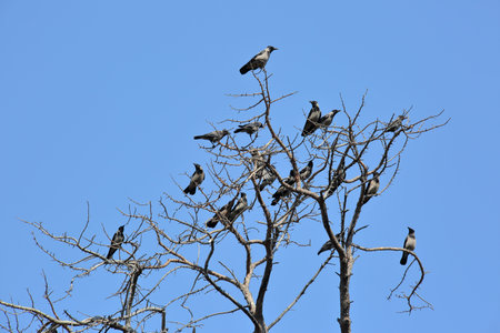 Group of birds sit at the top of dried tree against blue sky