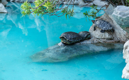Turtles on a rock in a pond. The turtles are resting and sleeping.