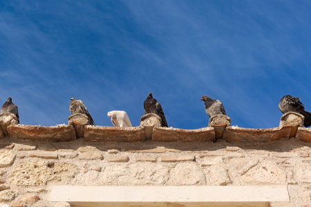 Pigeons sitting on the wall of an ancient building against the blue skyの写真素材
