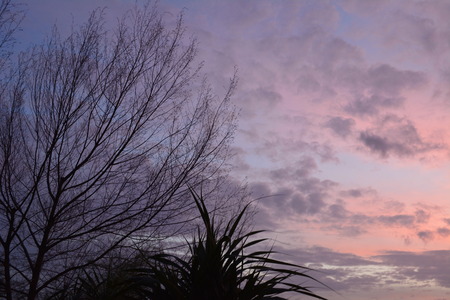 Trees and their fingers standing below the pretty sky will the soft clouds moving by the wind の写真素材