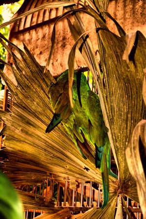 Green parrot from his back view and just chilling.の写真素材