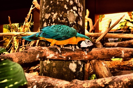 Beautiful parrot taking a bow.の写真素材