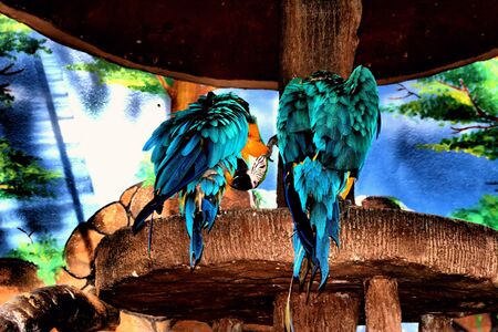 Two beutiful parrots with turquoise color on their body are busy cleaning themselves.の写真素材