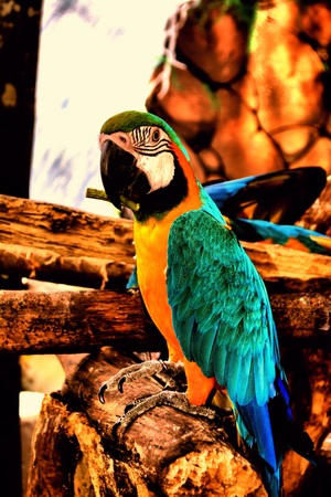 Striking color of the chest on parrot enhanced more her beauty.の写真素材