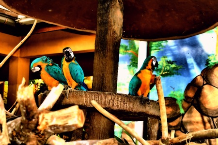 Beautiful triplet parrots just do their own business and relaxing at their spot.の写真素材