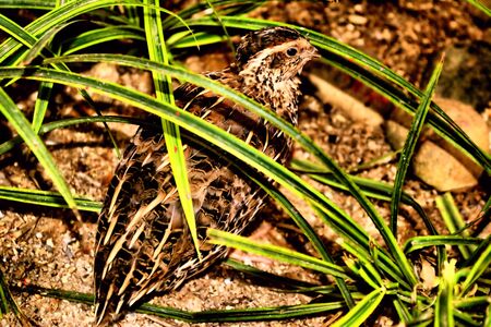 Cute bird are relaxing herself under green and long grass to rest.の写真素材
