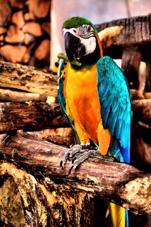 A parrot bite his food while posing in front of the camera.の写真素材