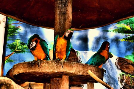 Triple parrots ingnoring each other.の写真素材