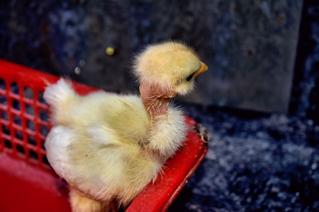 A unique breed of chick with her none existence of any fur around her neckの写真素材