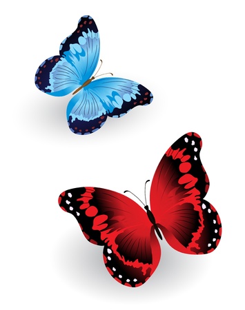 Bright blue and red butterfly isolated on white backgroundのイラスト素材