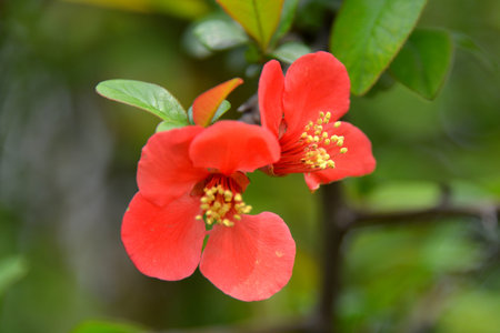 Tiegengの写真素材