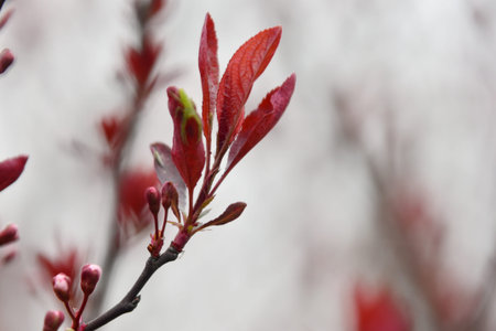 Ornamental leaves
