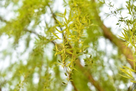 Willow treeの写真素材