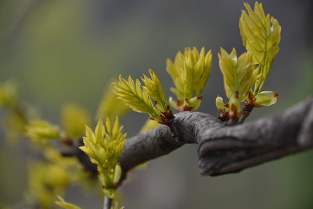 Spring leaves on the branchesの写真素材