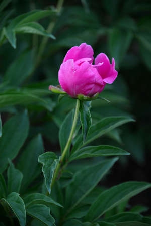 A medicine spoon flowerの写真素材